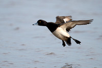 January 2016  Slimbridge, Gloucestershire