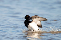 January 2016  Slimbridge, Gloucestershire