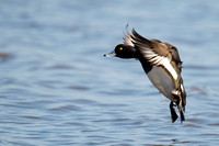January 2016  Slimbridge, Gloucestershire