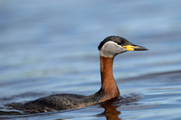 Grebe Red-necked