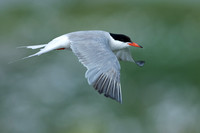 Tern Common