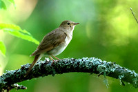 Nightingale Thrush