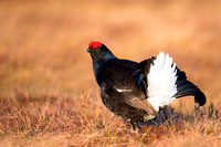 Grouse, Partridges and Pheasants