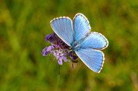 European Butterflies