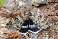 European Moths