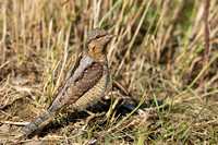 September 2020  Spurn, Yorkshire