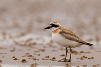 Plover Sand Greater