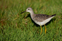 November 2020  Cley, Norfolk