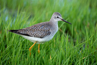 November 2020  Cley, Norfolk