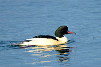 December 2020  Draycote, Warwickshire