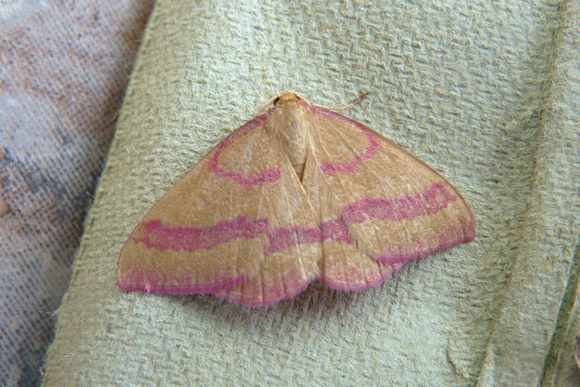 Common Pink-barred