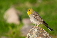 Bunting Cinereous