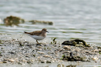 May 2022  Slimbridge, Gloucestershire