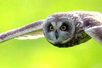Owl Short-eared