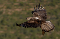 Eagle Bonelli's
