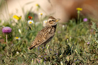 Lark Bimaculated