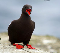 July 2012  Papa Westray