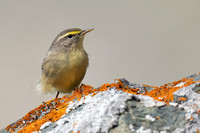 Warbler Sulphur-bellied