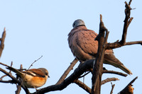 December 2022  Keoladeo, Rajasthan