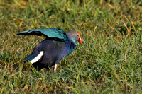 December 2022  Keoladeo, Rajasthan
