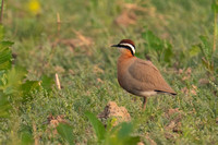 December 2022  Keoladeo, Rajasthan