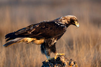 Eagle Imperial Spanish