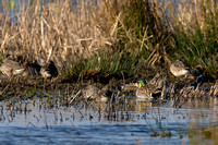 February 2022  Greylake, Somerset