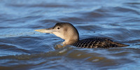 January 2025  Ladyburn Lake, Druridge, Northumberland