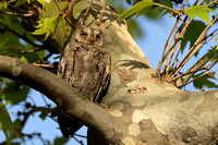 Owl Scops Eurasian