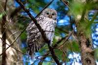 Owl Ural