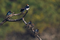 December 2022  Keoladeo, Rajasthan