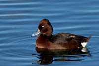 Duck Ferruginous