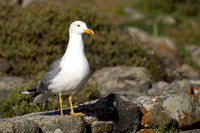Gull Yellow-legged