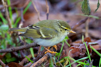 Warbler Yellow-browed