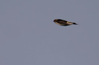 December 2022  Keoladeo, Rajasthan