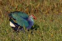 December 2022  Keoladeo, Rajasthan