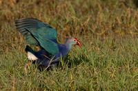 December 2022  Keoladeo, Rajasthan