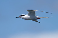 July 2022  Coquet Island, Northumberland