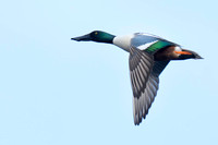 January 2025  Otmoor, Oxon