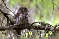 Owl Pygmy
